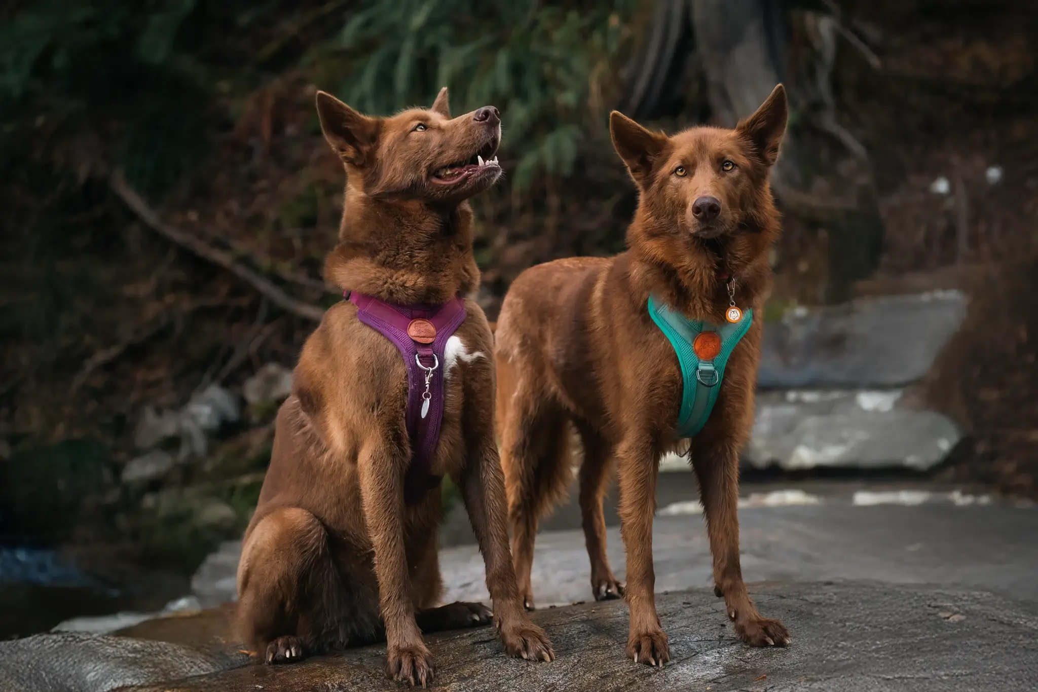 Gear Up for Every Adventure